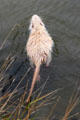 Ragondin/coypu swimming at Marie Antoinette farm. Versailles, France.