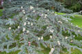 Pine tree with cones at Chaumont-Sur-Loire. France.
