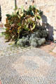 Succulents against terrace wall at Picasso Museum. Antibes, France.