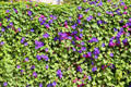 Hedge of morning glories in full flower. St Paul de Vence, France.