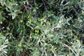 Olive tree along west ramparts. St Paul de Vence, France.