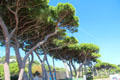 Umbrella Pine trees. Sainte-Maxime, France.