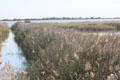 Wetland landscape of Camargue Regional Park on Rhone river delta altered by mankind over millennia. France.