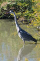 Great Blue Heron at Camargue. France.