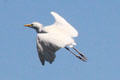 Great Egret at Camargue. France.
