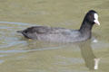 Eurasian Coot at Camargue. France.