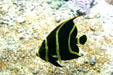 Angelfish at Guadeloupe Aquarium. Pointe-à-Pitre, Guadeloupe.