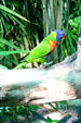 Bird out for a stroll at Deshaies Botanic Gardens. Deshaies, Guadeloupe.