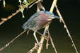 Green-backed Heron. Guadeloupe