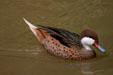 Exotic duck raised at Domaine de Valmbreuse. Guadeloupe.