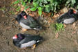 Ducks on display at Domaine de Valmbreuse. Guadeloupe.