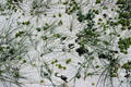 Grasses in sand at Derrynane National Park. Ireland.