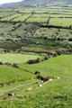 Walled farm fields on Dingle Peninsula. Ireland.