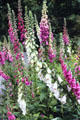 Foxgloves in Butterstream Garden. Trim, Ireland.