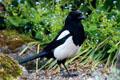 Magpie <i>Pica pica</i> at St Stephen's Green. Dublin, Ireland.