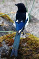 Magpie <i>Pica pica</i> at St Stephen's Green. Dublin, Ireland.