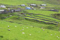 Farms, stone walls & sheep grazing on meadows on Dingle Peninsula. Ireland.