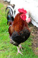 Rooster at Kissane's farm at Muckross Traditional Farms in Killarney National Park. Killarney, Ireland.