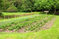 Kitchen garden at Quille's farm at Muckross Traditional Farms in Killarney National Park. Killarney, Ireland.