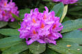 Flower at Irish National Heritage Park. Ireland.