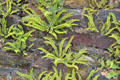 Ferns growing on stone wall at Irish National Heritage Park. Ireland.