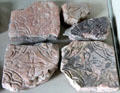 Molded floor tiles at Jerpoint Abbey. Ireland.