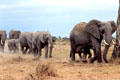 Elephant procession at Amboseli National Park. Kenya.