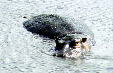 Hippopotamus wades in water in Masai Mara. Kenya.