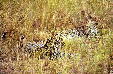 Leopards camouflaged by grasses near Masai Mara. Kenya.