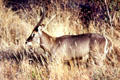 Common waterbuck seen in Tsavo National Park. Kenya.