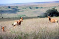 Coke's Hartebeest in tall grasses of Nairobi National Park. Kenya.