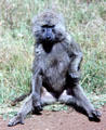 Baboon in Nairobi National Park. Kenya.