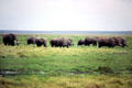 Herd of elephants & white cattle egrets on plains of Amboseli National Park. Kenya.