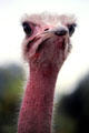 An ostrich stairs into camera in outskirts of Nairobi. Kenya.