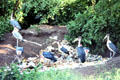 Maribou Storks scavenging at garbage tip. Kenya.