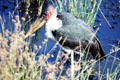 Maribou Stork standing in water at Masai Mara National Reserve. Kenya.