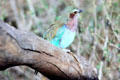 Lilac-breasted roller on a branch in Samburu National Reserve. Kenya.