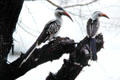 Tanzanian red-billed hornbill perched on trees at Samburu Lodge in National Reserve. Kenya