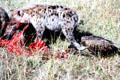 Hooded Vulture tries to steal a morsel from spotted hyena in Masai Mara Reserve. Kenya.