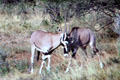 Oryx in grasses of Samburu National Reserve. Kenya.