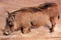 Warthog typically eat on their knees as seen at Giraffe Centre near Nairobi. Kenya.