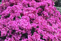 Lush flowers in Karen, residential district named after Karen Blixen. Kenya.