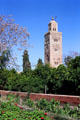 Marrakesh Koutoubia over orange trees. Marrakesh, Morocco.
