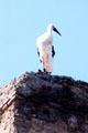 Standing stork. Marrakesh, Morocco.