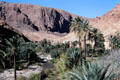 Oasis in Gorge du Todra. Morocco.