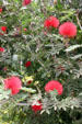 Calliandra in le Jardin de Balata. Martinique.