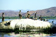 Pelicans at rest on a rock in Lagoon Coyuca. Mexico.