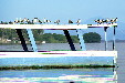 Gulls on a boat in Lagoon Coyuca. Mexico.
