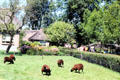 Sheep grazing. Giethoorn, Netherlands.