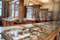 Gallery of fossils displayed in glass cases at Teylers Museum. Haarlem, Netherlands